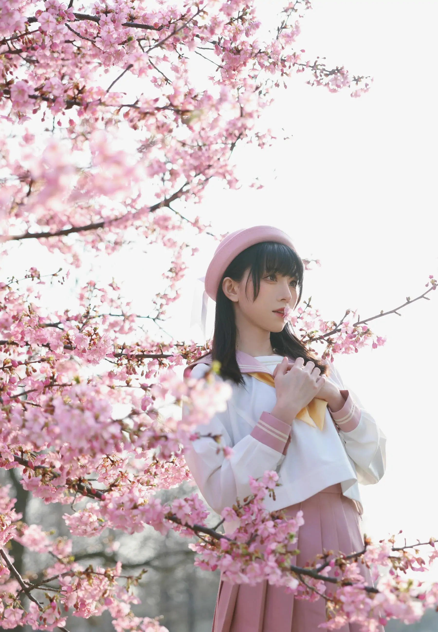 动漫博主Kitaro_绮太郎 – 樱花