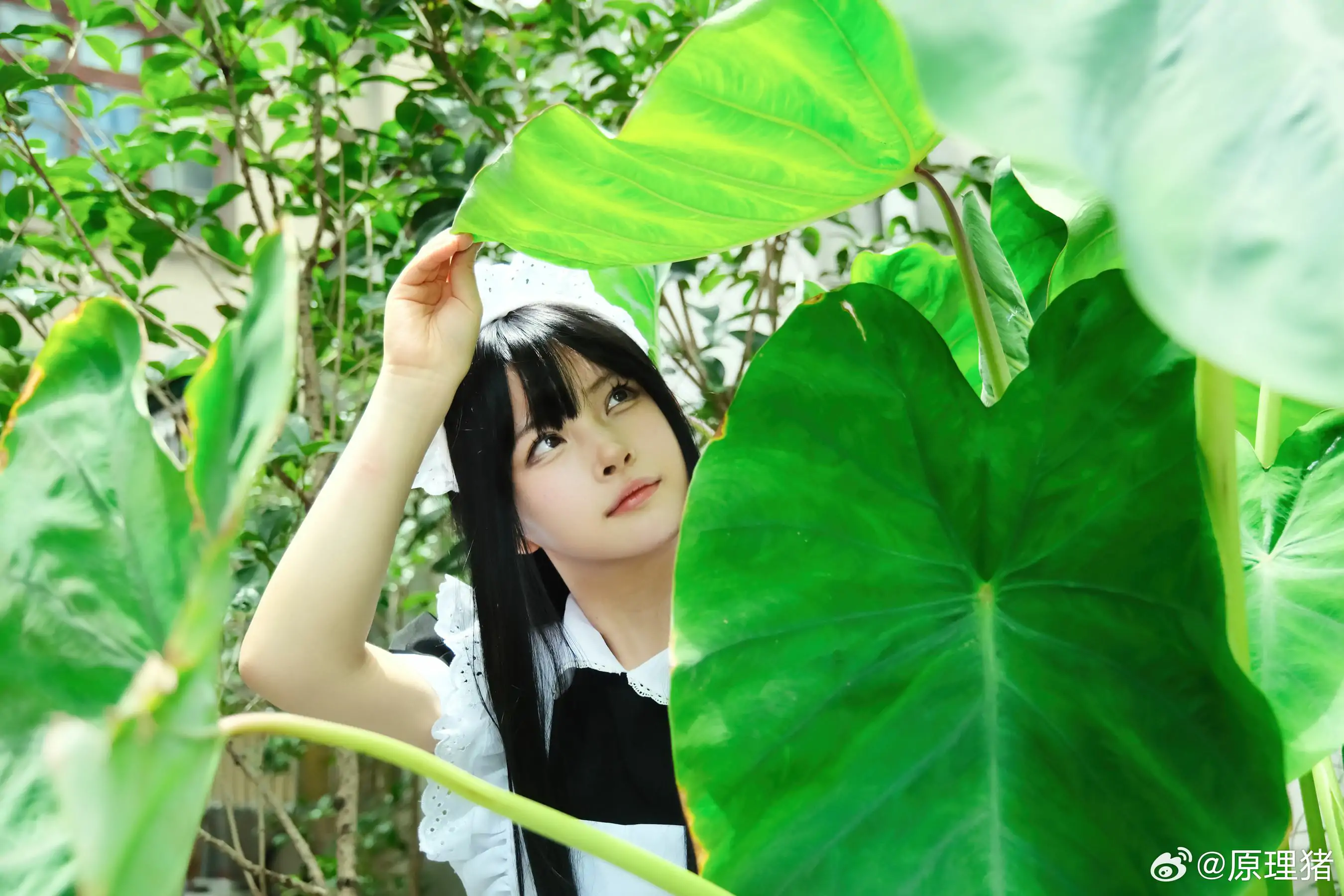 白莉爱吃巧克力 – 原理猪 深巷女仆